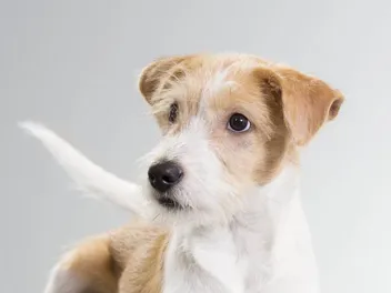 How to Communicate with a Deaf Dog: 6 Vet-Approved Tips