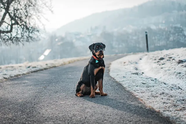 Rottweiler Dog Breed: Info, Pictures, Care & Traits
