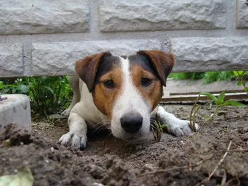 3 Common Rescue Dog Behavior Problems & How to Manage Them: Vet-Approved Guide