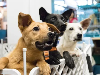 Short Term Foster Care for Dogs: Pros & Cons (Vet-Reviewed)