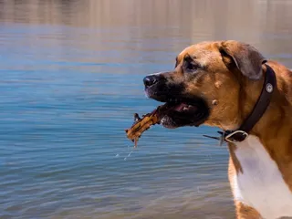 16 Great Dane Mixed Breeds (With Info & Pictures)