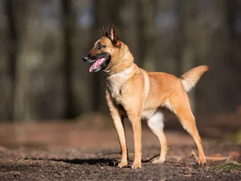 Belgian Malinois Price: 2026 Cost Guide