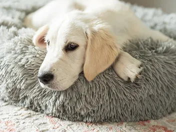Why Do Dogs Scratch Their Beds Before Lying Down? Vet-Approved Reasons