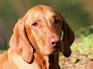 How Good Is a Vizsla With Cats? Vet-Verified Tips, Instincts & FAQ