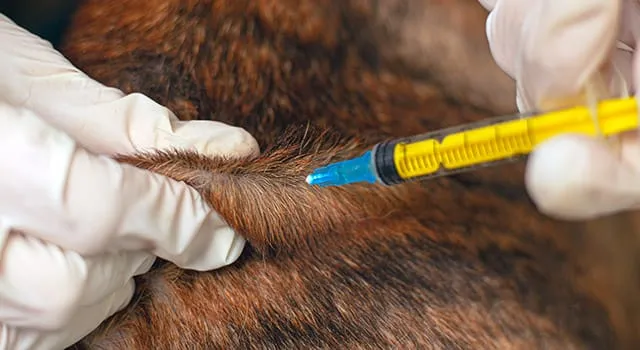 Lumps After Dog Vaccinations: Are They Normal? Our Vet Explains Why This Happens