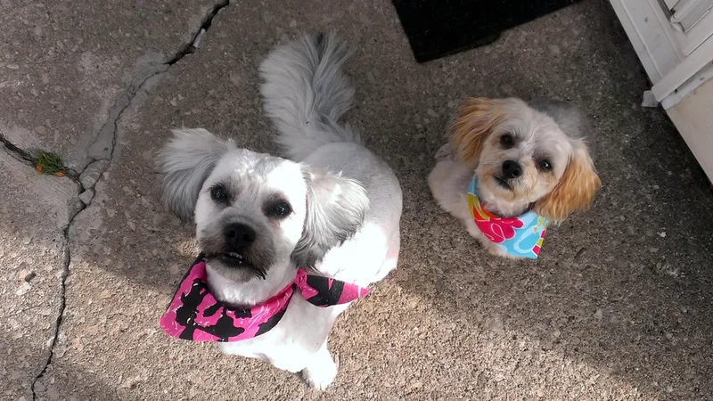 Yorkie-Poo-and-Aushipoo-Pups