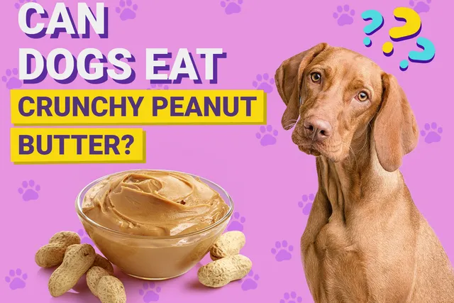 Can Dogs Eat Crunchy Peanut Butter? Vet-Verified Nutrition Facts & Info