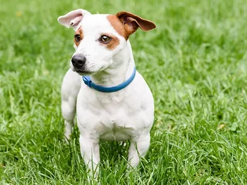 10 Best Flea Collars for Small Dogs in 2026: Reviews & Top Picks