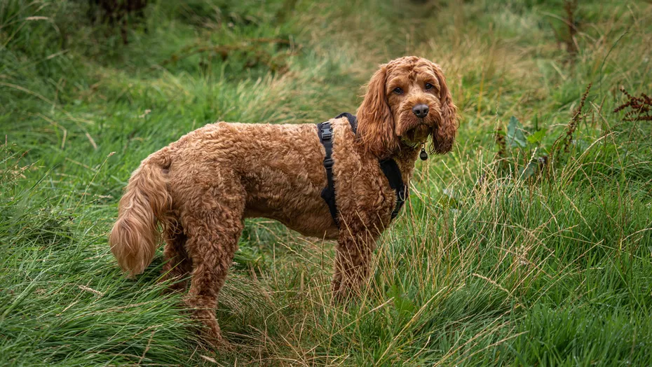 red cockapoo dog standing in a field with a harness