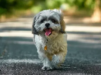 10 Dog Breeds with Beards & Mustaches: Pictures, Facts, and History