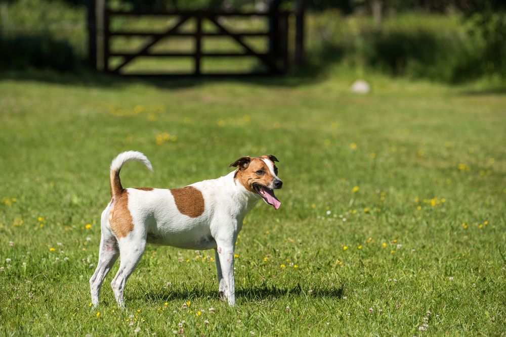 Danish Swedish Farmdog