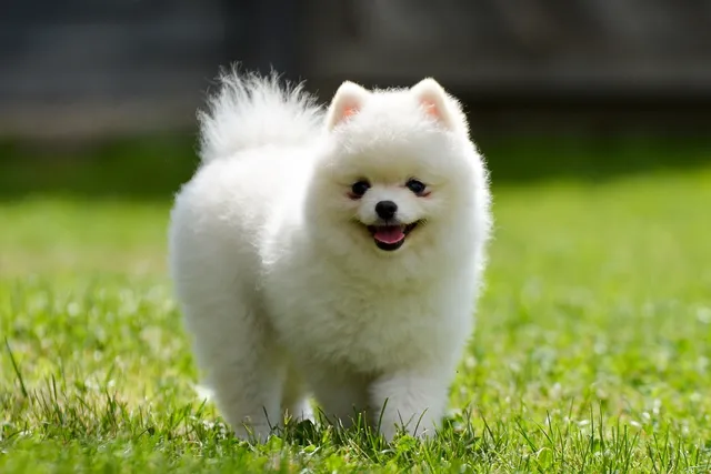 12 Vet-Verified Fun & Cool Pomeranian Facts (With Pictures)