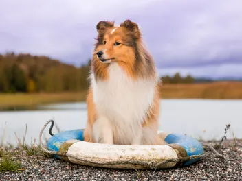How Long Does a Sheltie Live? Average Lifespan, Data & Care (Vet Approved)