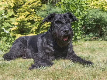 9 Hypoallergenic Herding Dogs: Vet-Verified Guide With Pictures