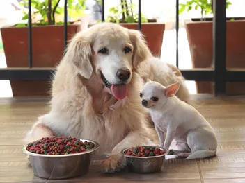 What Is Crude Protein in Dog Food? Vet-Verified Facts & Advice