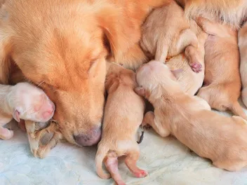 How Long Should a Puppy Be Nursed by His Mother?