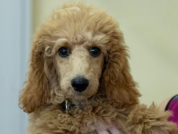 Café Au Lait Poodle: Info, Pictures, Origin & History