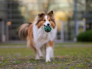 Why Do Dogs Love Balls? 5 Vet-Approved Reasons for Their Instinct and Behavior