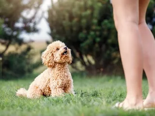 How to Teach Your Dog to Sit - Our Vet’s Recommended Steps