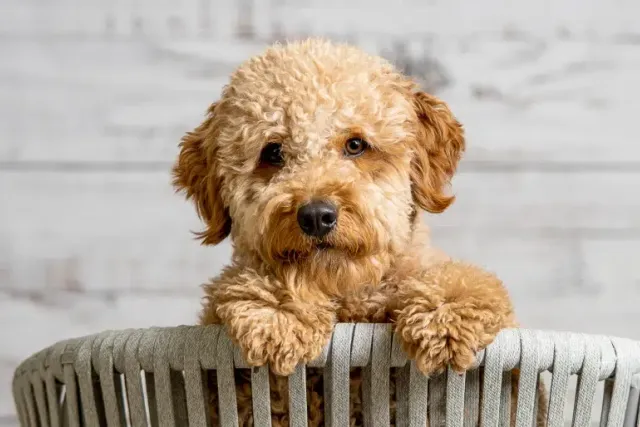 How Much Do Mini Goldendoodles Cost? 2026 Update