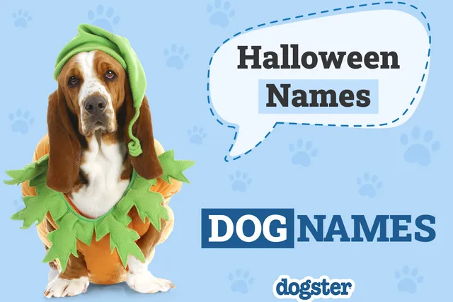 140+ Halloween Dog Names for Your Spooky Pooch