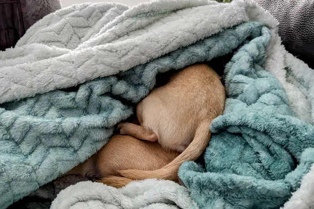 What Is It With Chihuahuas and Burrowing? Dr. Karyn's Experience With Ned & Fred
