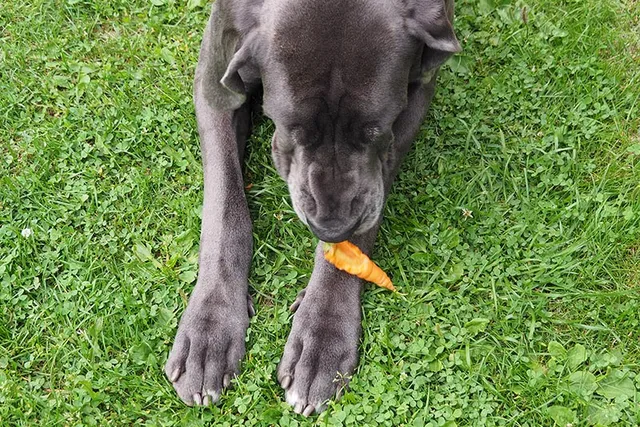 Does a Great Dane Have Webbed Feet? Vet-Verified Breed Characteristics & Facts