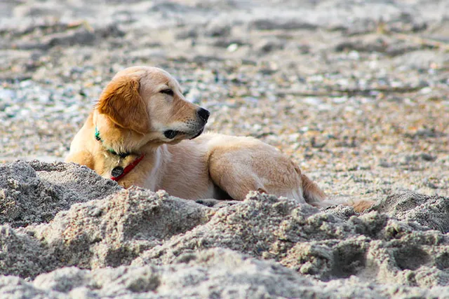 Are Dogs Allowed on Wrightsville Beach? 2026 Guide