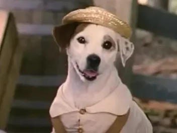 What Breed of Dog Was Wishbone? Television Dogs Presented