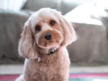 Cavapoo (Cavalier King Charles Spaniel & Poodle Mix): Info, Pictures & Care