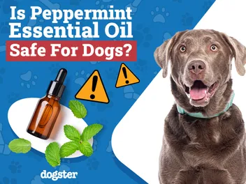 Is Peppermint Essential Oil Safe for Dogs? Vet-Reviewed Facts