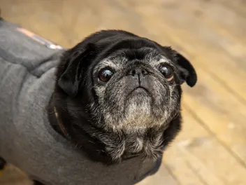 Can Pugs’ Eyes Pop Out? Our Vet Explains the Risks, What to Do & Treatment