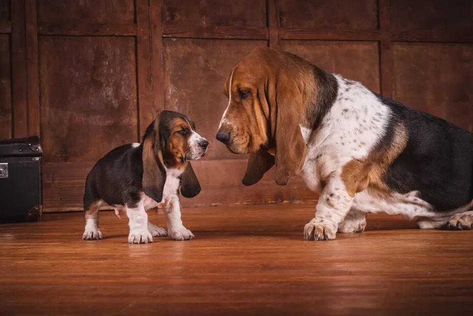 One Basset hound puppy and adult dog