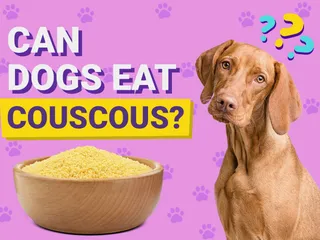 Can Dogs Eat Couscous? Vet-Reviewed Nutrition Facts & FAQ