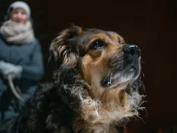 Do Dogs Have a Sixth Sense? Interesting Canine Facts (Vet Answer)