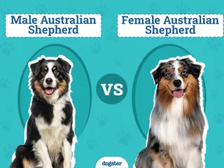 Male vs Female Australian Shepherds: The Differences (With Pictures)