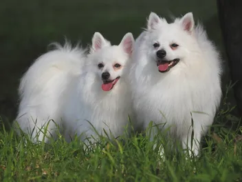 Top 14 Most Popular Dogs in Italy in 2026 (With Pictures)