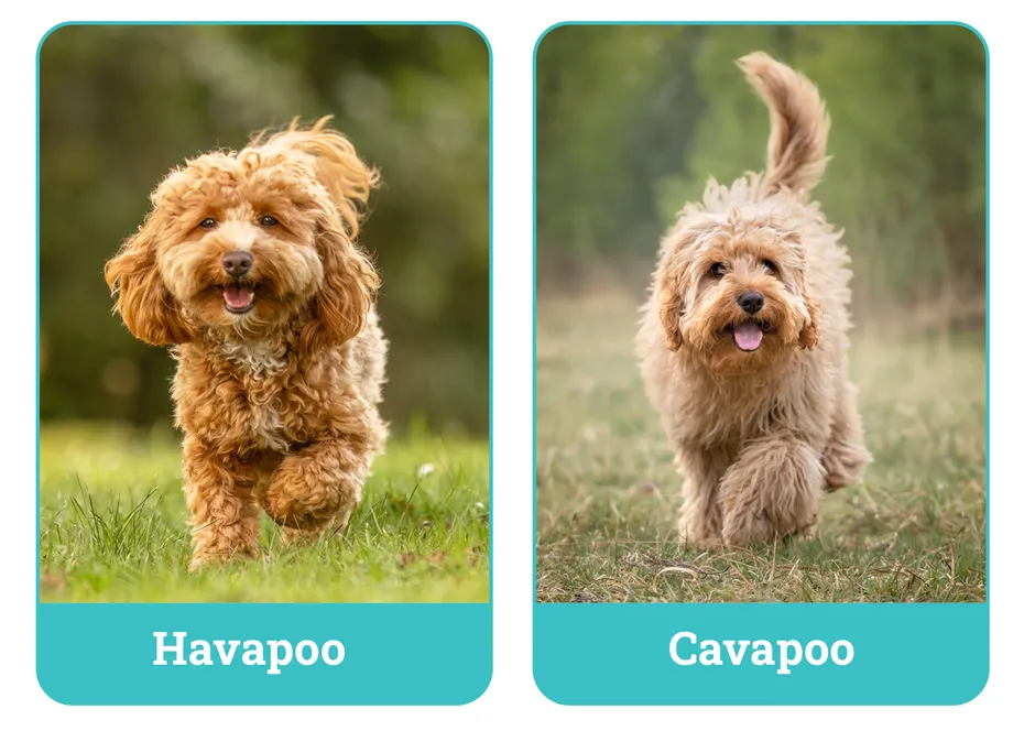 Havapoo vs. Cavapoo2
