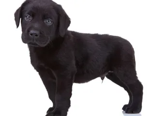 Labrador Retriever Puppies for Sale in Texas: 2026 Breeders List