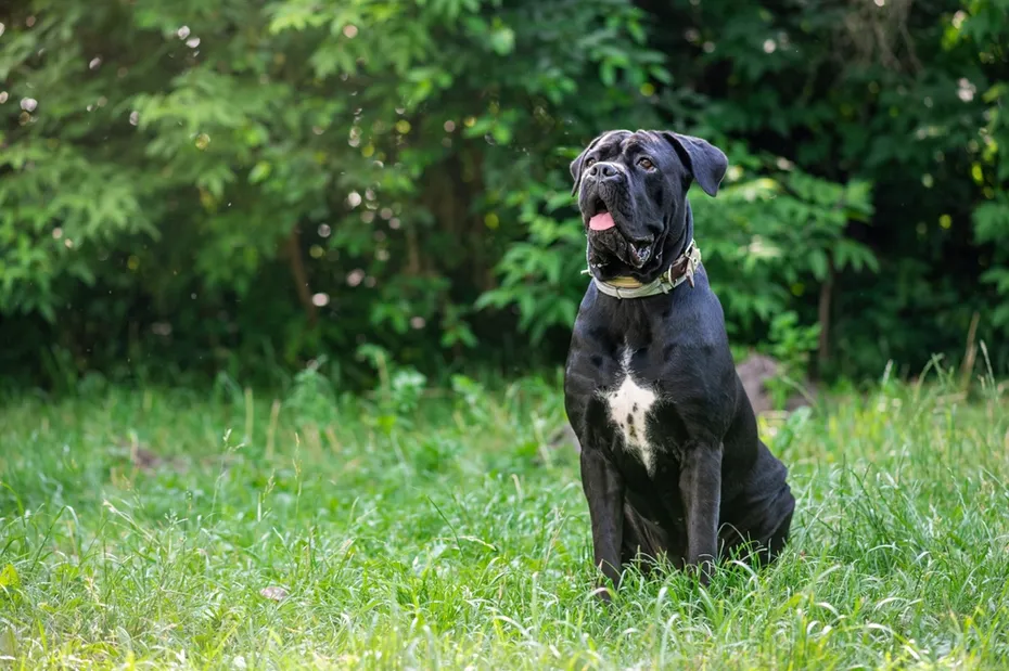 Cane Corso Dog sitting on green grass