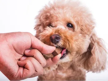 10 Best Heartworm Medicines for Dogs in 2026 - Reviews & Top Picks