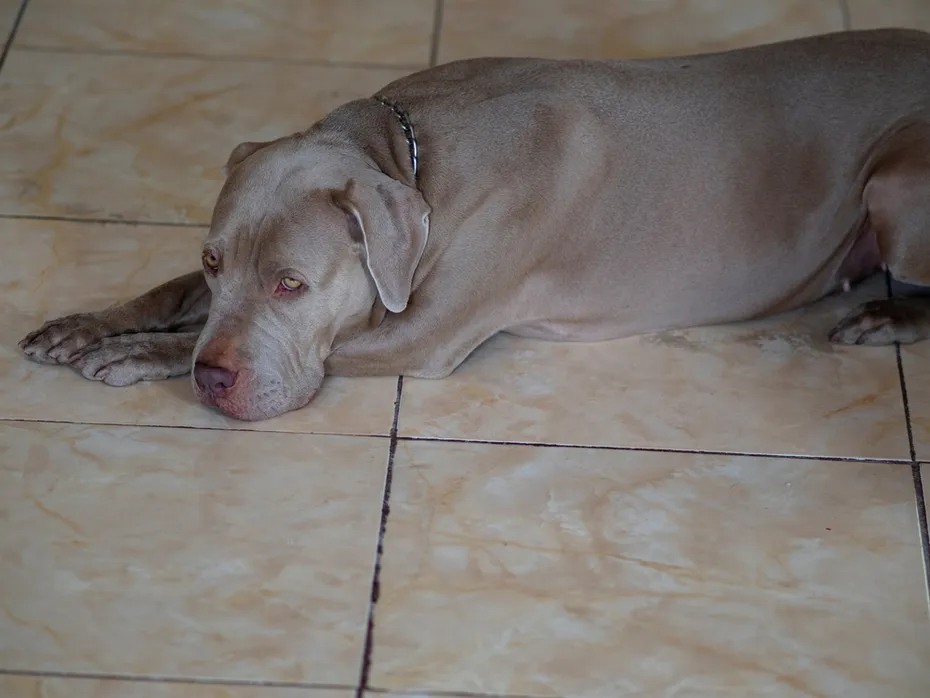 fawn pit bull laying on the floor