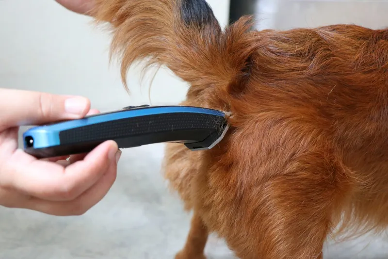 trimming hair of small dog at the rectal area