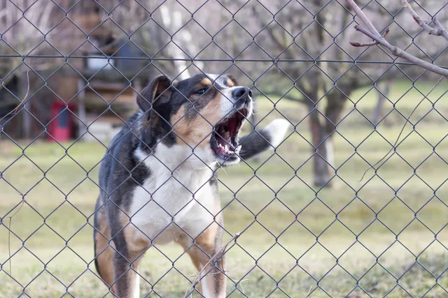 How to Stop Your Dog From Barking at Neighbors: 7 Vet-Approved Tips