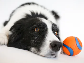 10 Best Border Collie Toys in 2026 – Reviews & Top Picks
