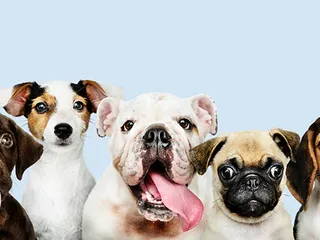 National Purebred Dog Day 2026: History, Purpose & How to Celebrate