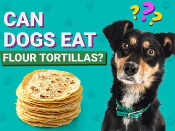 Can Dogs Eat Flour Tortillas? Vet-Verified Nutrition Facts & Info