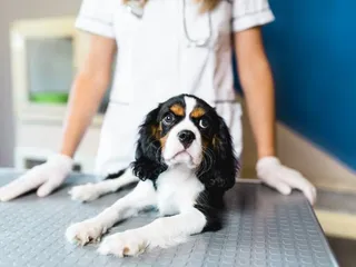 How Soon Do I Spay or Neuter a Cavalier King Charles Spaniel? Vet-Approved Info