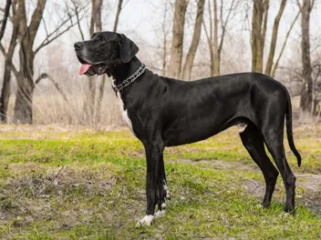 How Much Do Great Danes Shed? Care and Vet-Approved Grooming Tips