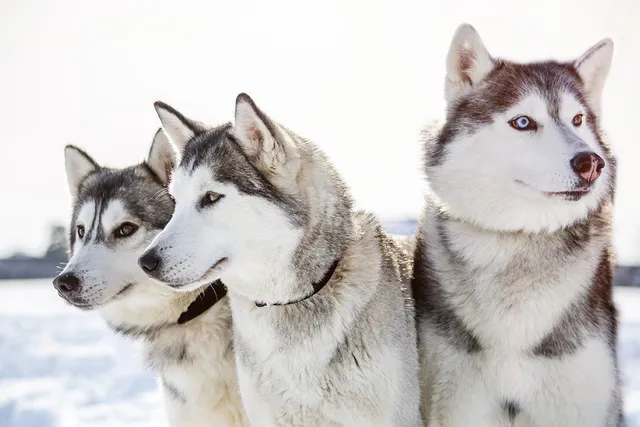10 Beautiful Types of Husky Breeds (With Info & Pictures)